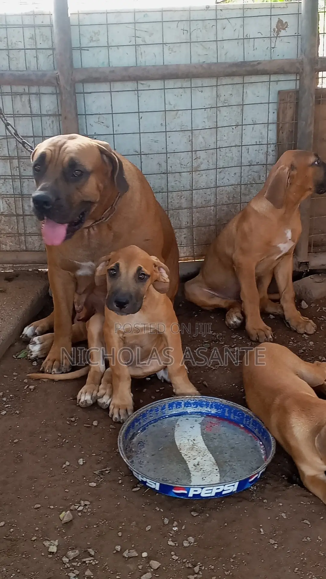 1-3 months Female Purebred Boerboel