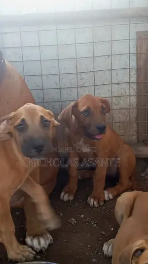 1-3 months Female Purebred Boerboel