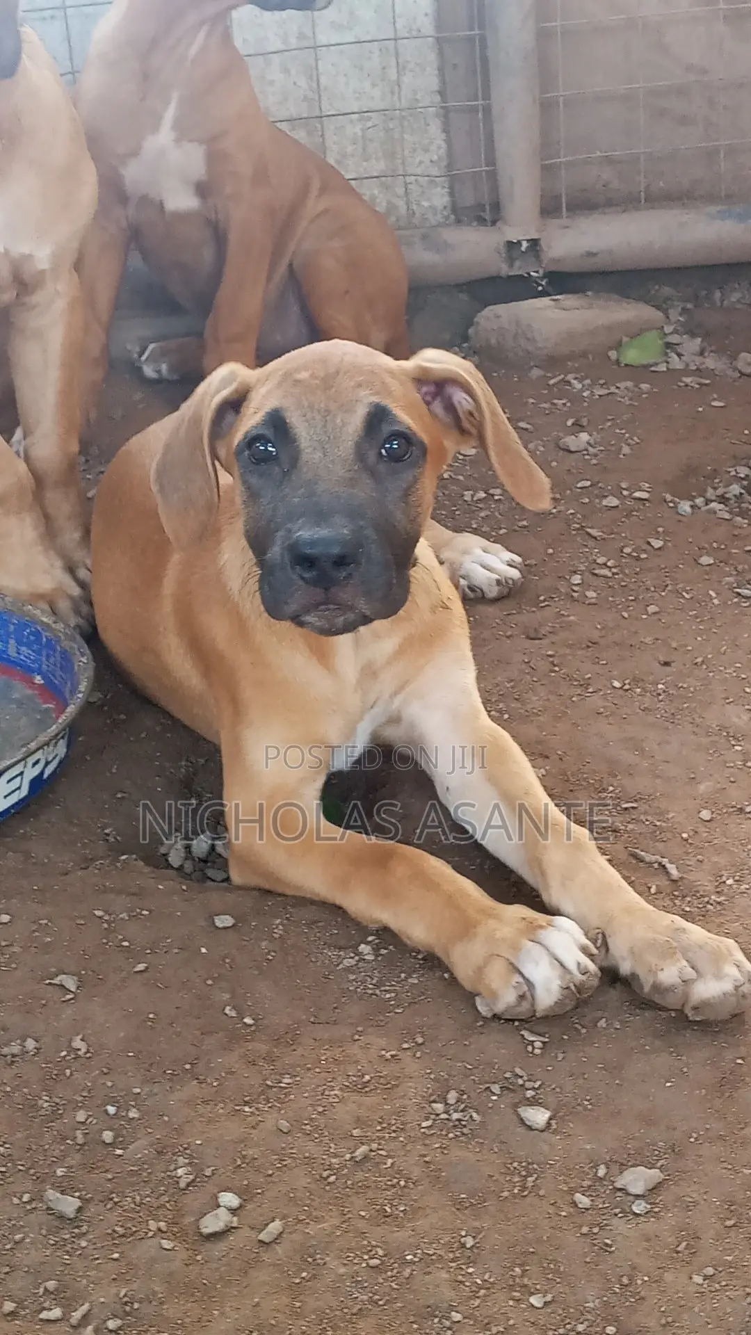 1-3 months Female Purebred Boerboel