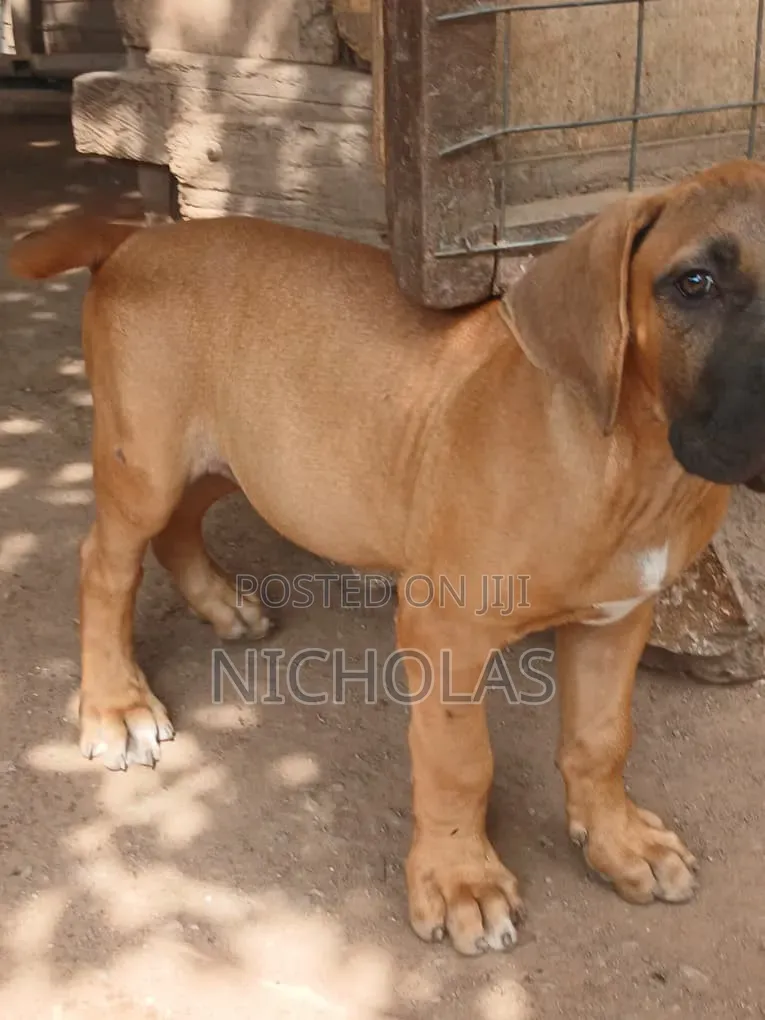 1-3 months Female Purebred Boerboel