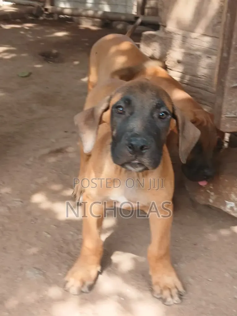 1-3 months Female Purebred Boerboel
