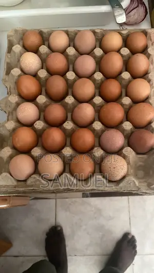 Fresh Eggs for Sale