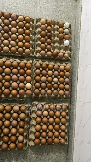 Fresh Eggs for Sale