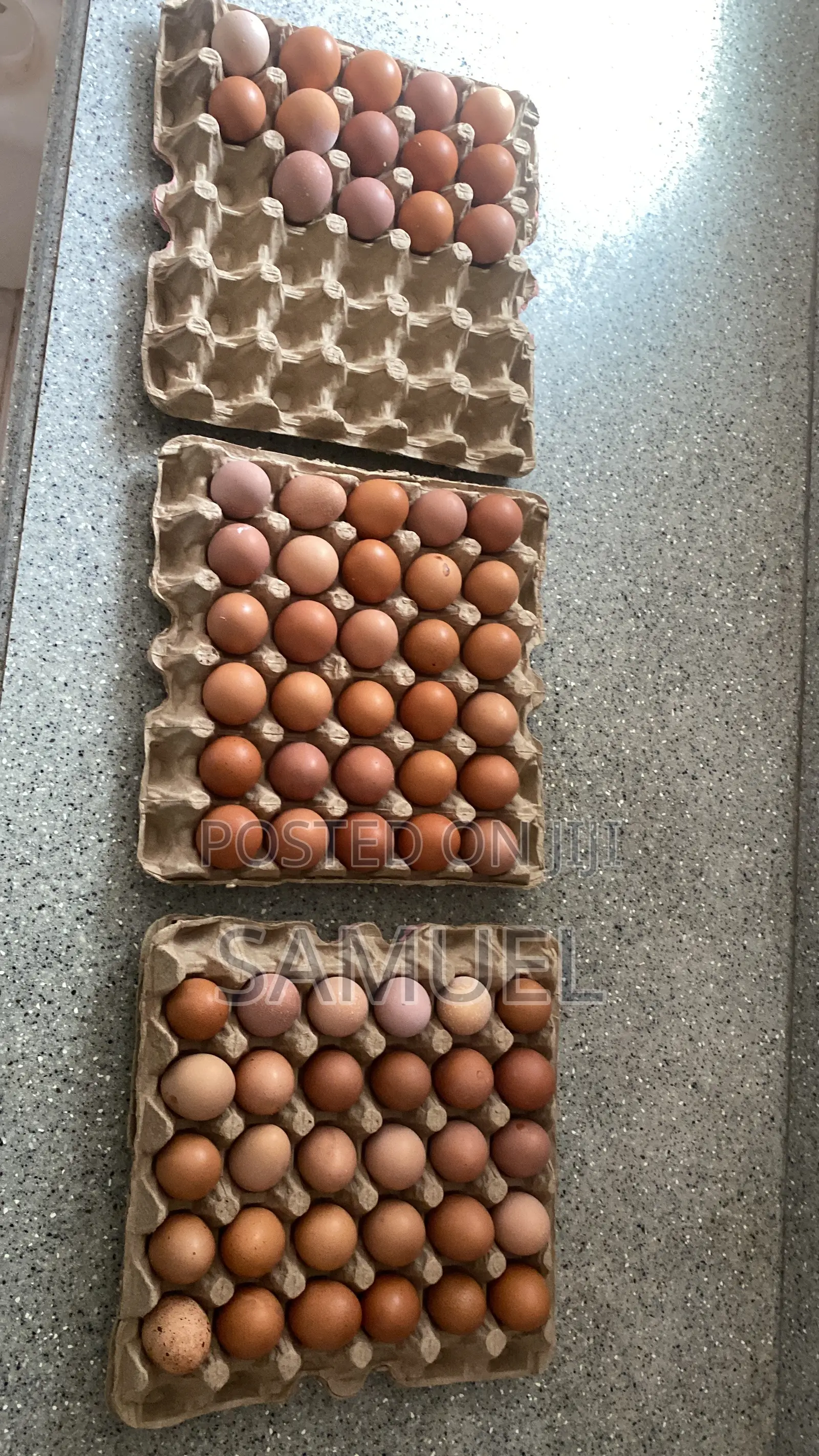 Fresh Eggs for Sale