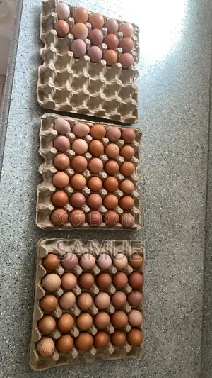 Fresh Eggs for Sale