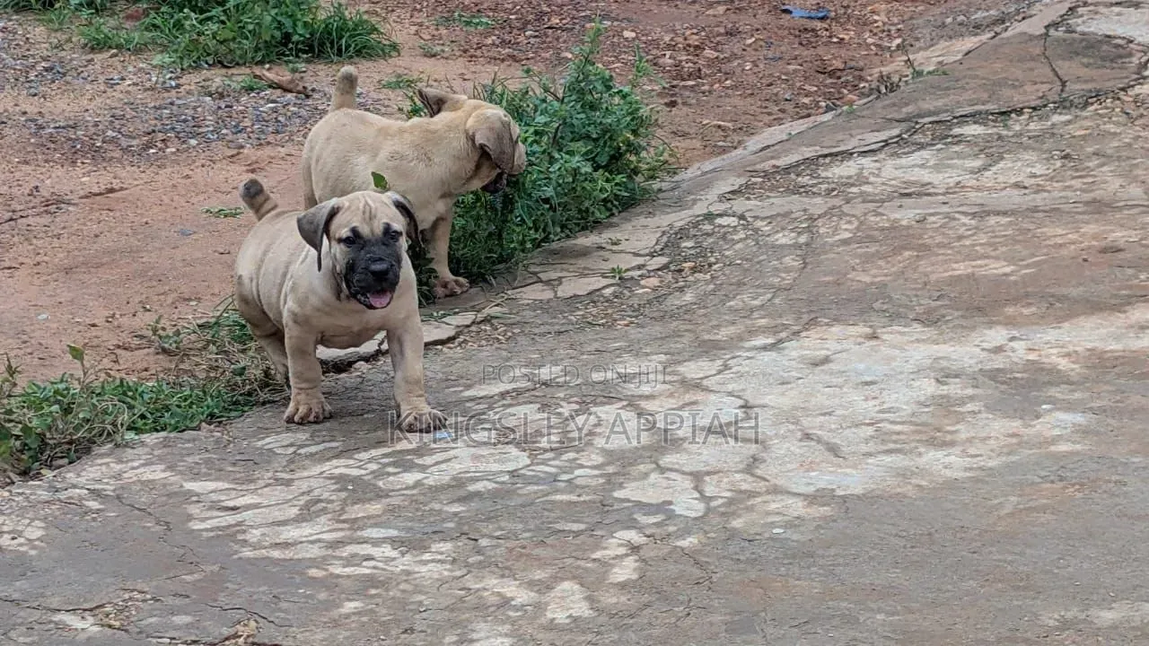 1-3 months Male Purebred Boerboel