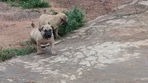 1-3 months Male Purebred Boerboel