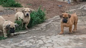1-3 months Male Purebred Boerboel