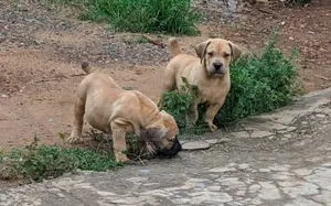 1-3 months Male Purebred Boerboel