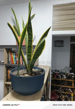 Snake Plant With Pot and Sea Pebbles
