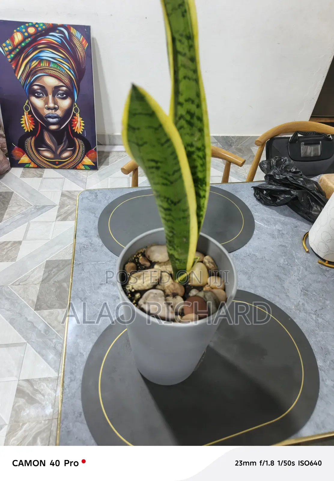 Snake Plant With Pot and Sea Pebbles