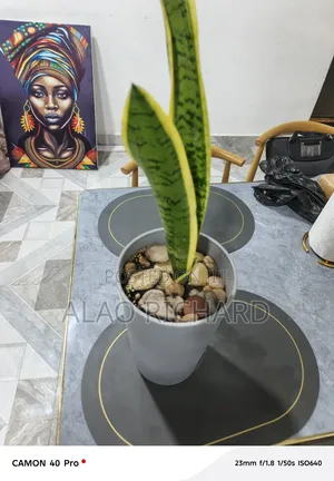 Snake Plant With Pot and Sea Pebbles