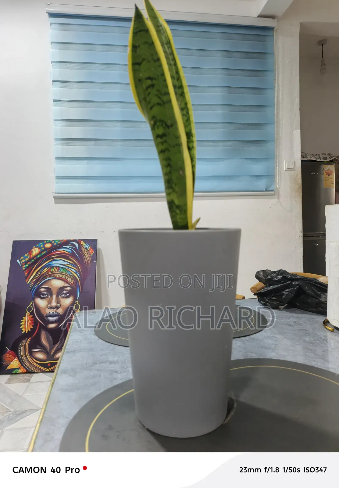 Snake Plant With Pot and Sea Pebbles