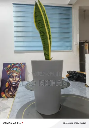 Snake Plant With Pot and Sea Pebbles