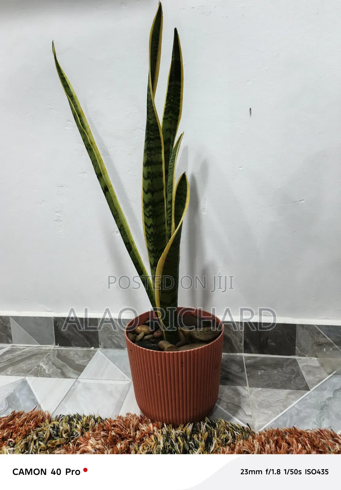 Snake Plant With Pot and Sea Pebbles