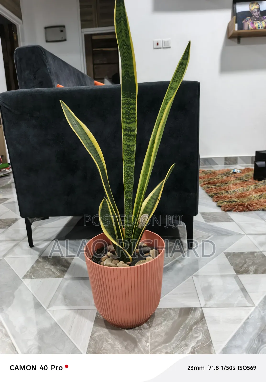 Snake Plant With Pot and Sea Pebbles