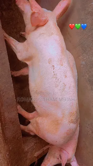 Pig Farming