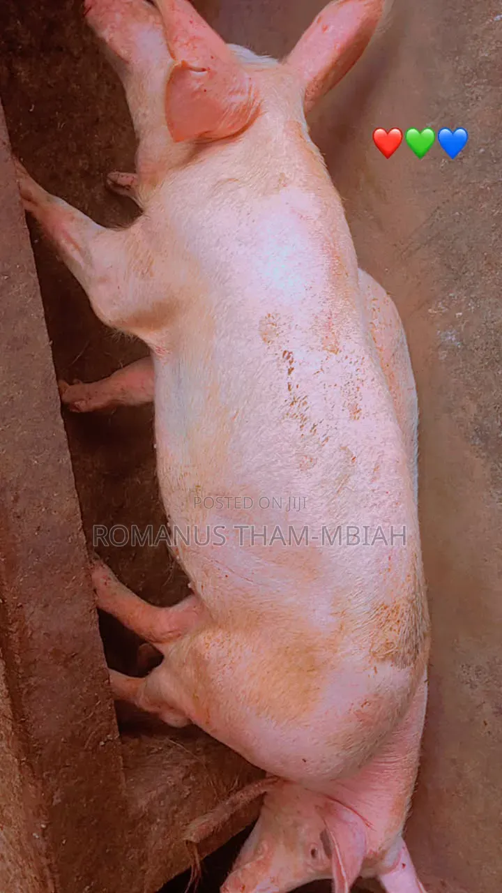 Pig Farming