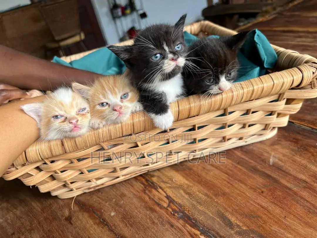 1-3 months Female Mixed Breed Cat