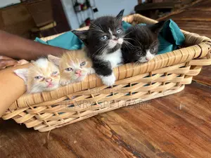 1-3 months Female Mixed Breed Cat