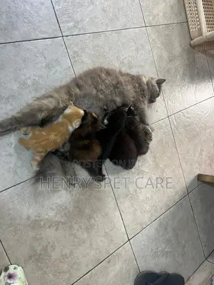 1-3 months Female Mixed Breed Cat