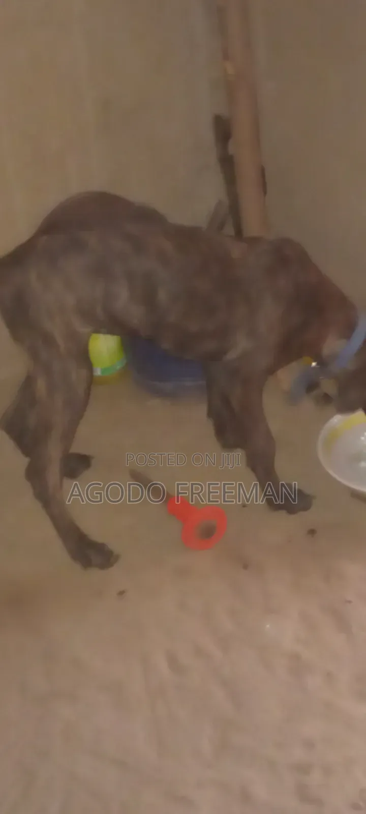 1-3 months Female Purebred Boerboel