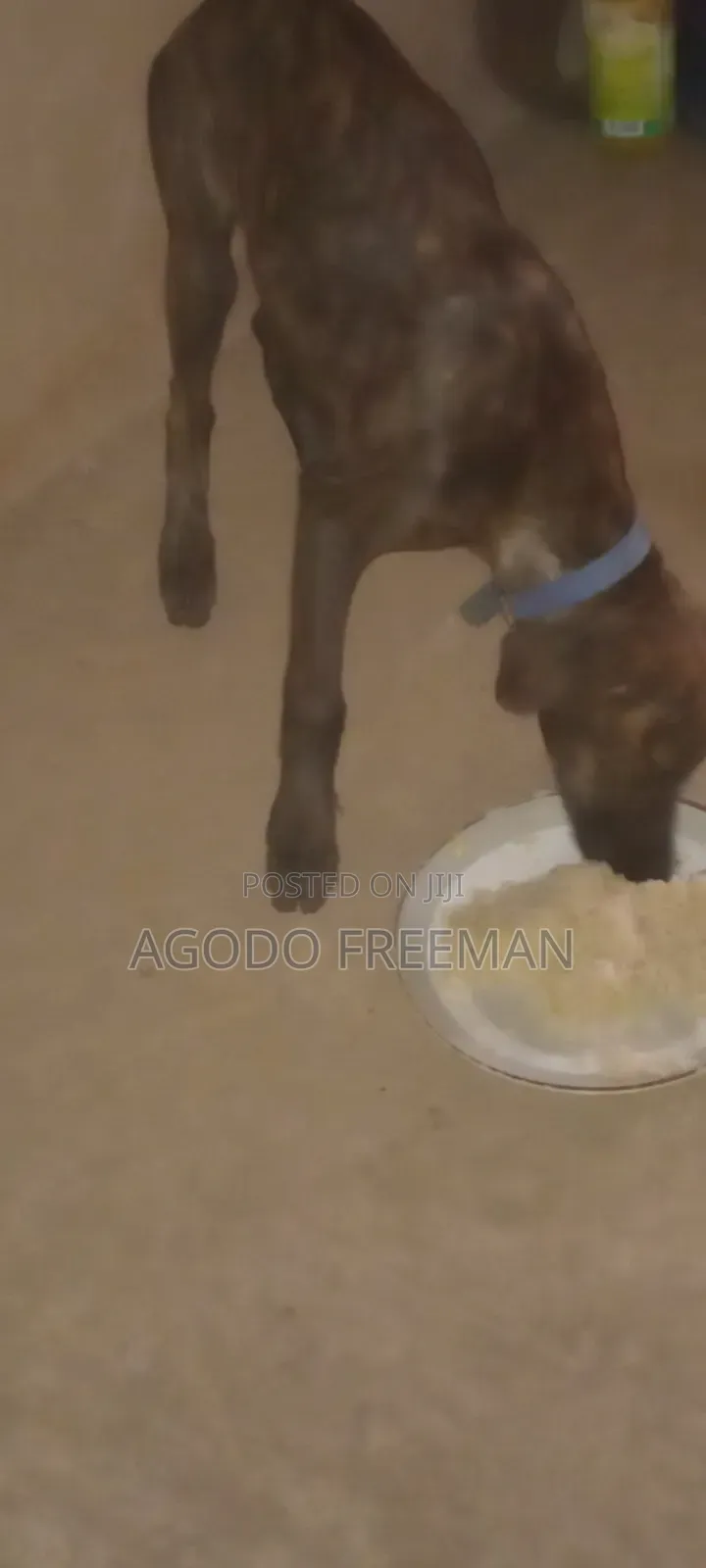 1-3 months Female Purebred Boerboel