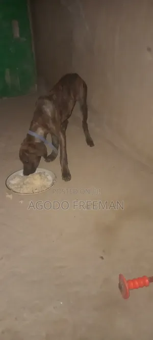 1-3 months Female Purebred Boerboel