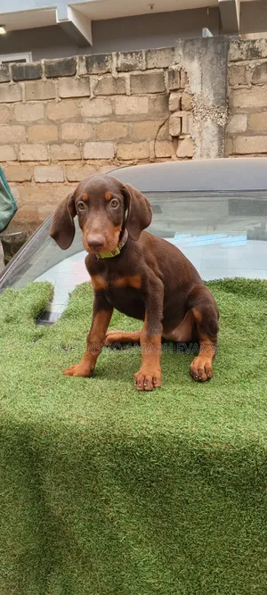 1-3 months Female Purebred Doberman Pinscher