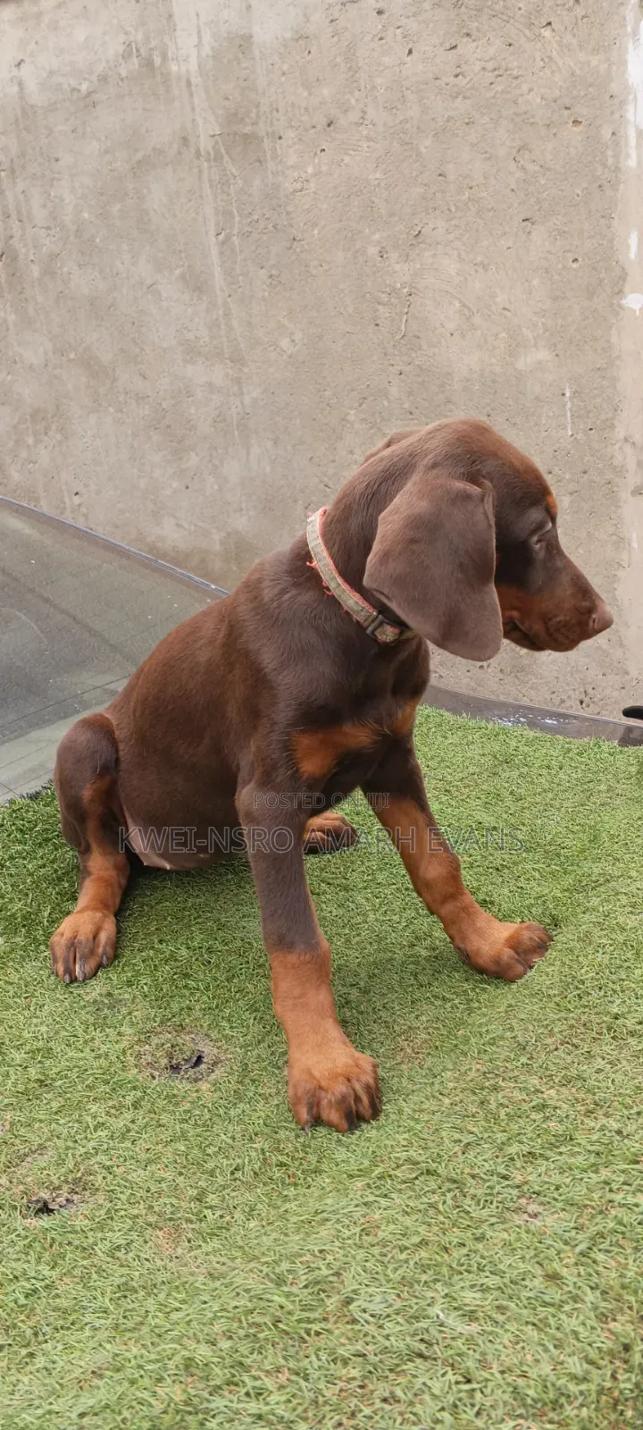 1-3 months Female Purebred Doberman Pinscher