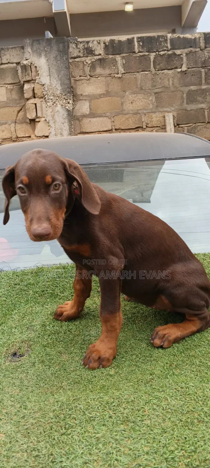 1-3 months Female Purebred Doberman Pinscher