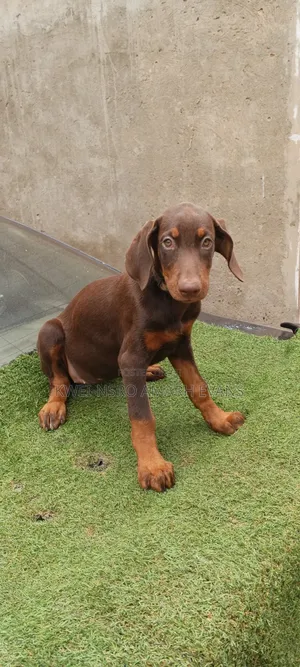 1-3 months Female Purebred Doberman Pinscher
