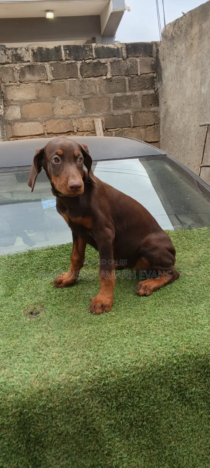 1-3 months Female Purebred Doberman Pinscher