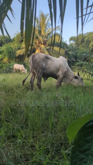 Healthy Cows Available