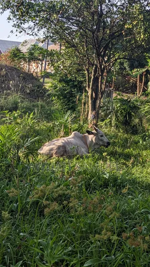 Healthy Cows Available