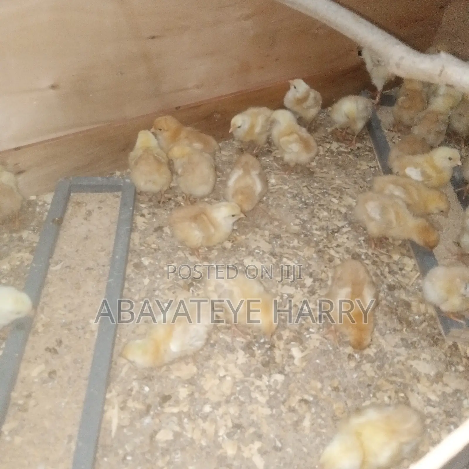 Four Weeks Old Sasso Birds