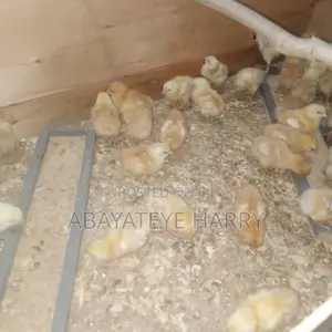 Four Weeks Old Sasso Birds