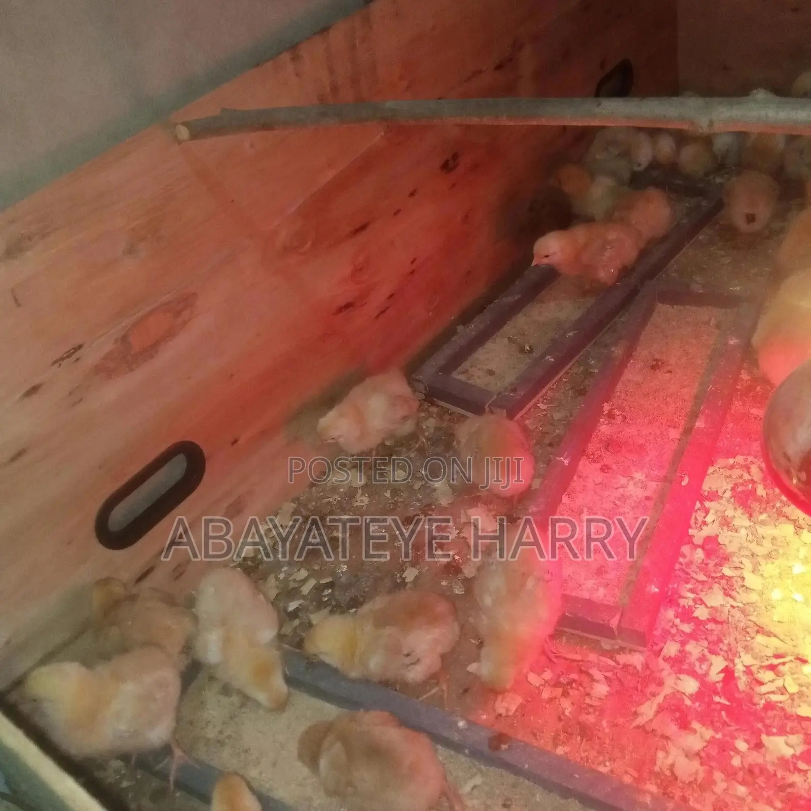 Four Weeks Old Sasso Birds