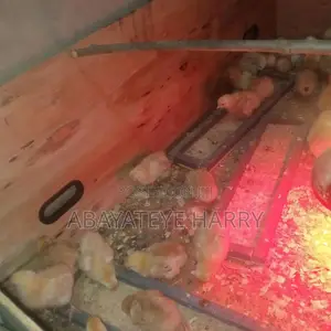 Four Weeks Old Sasso Birds
