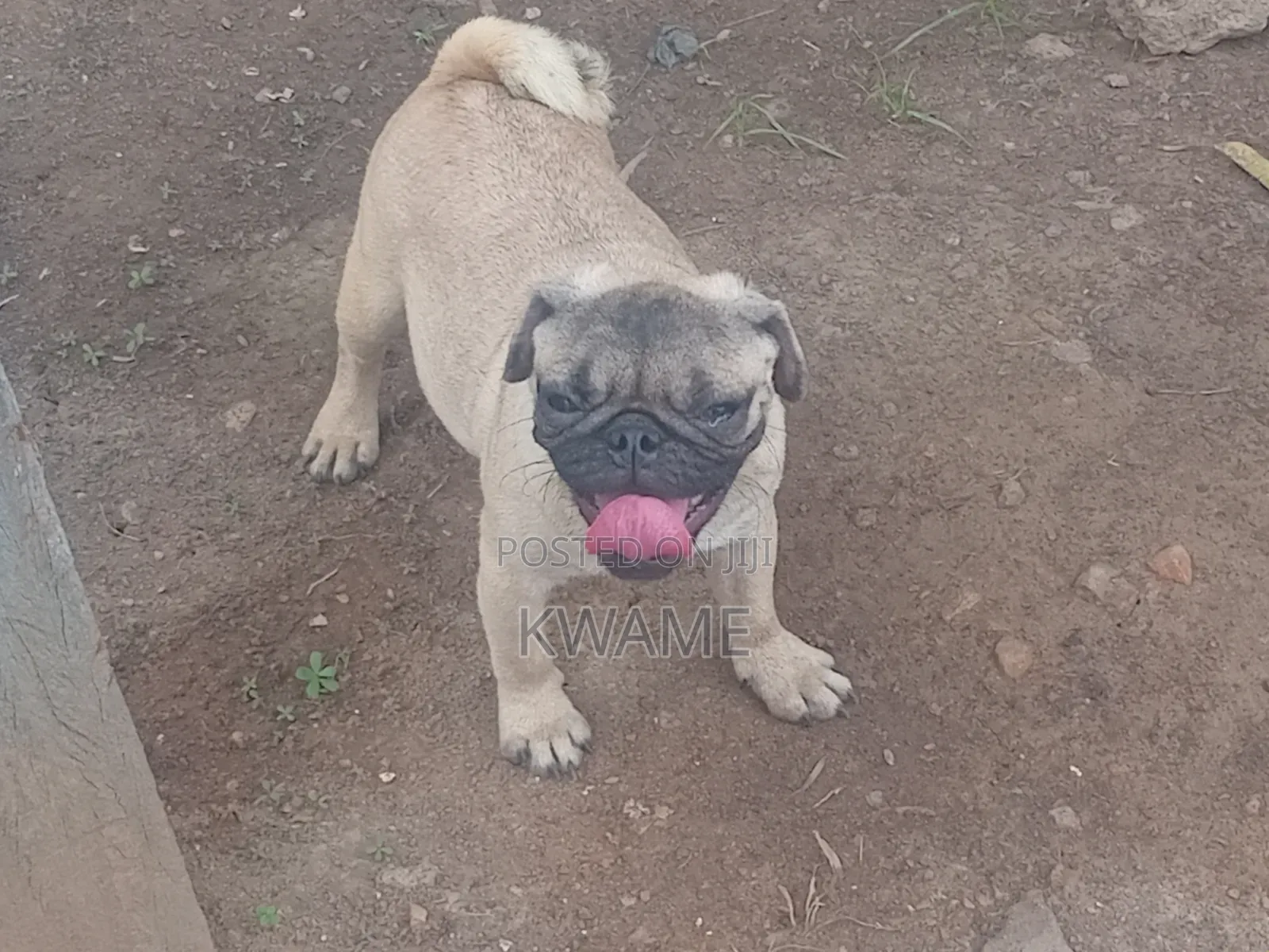 1-3 months Male Purebred Pug