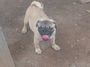 1-3 months Male Purebred Pug