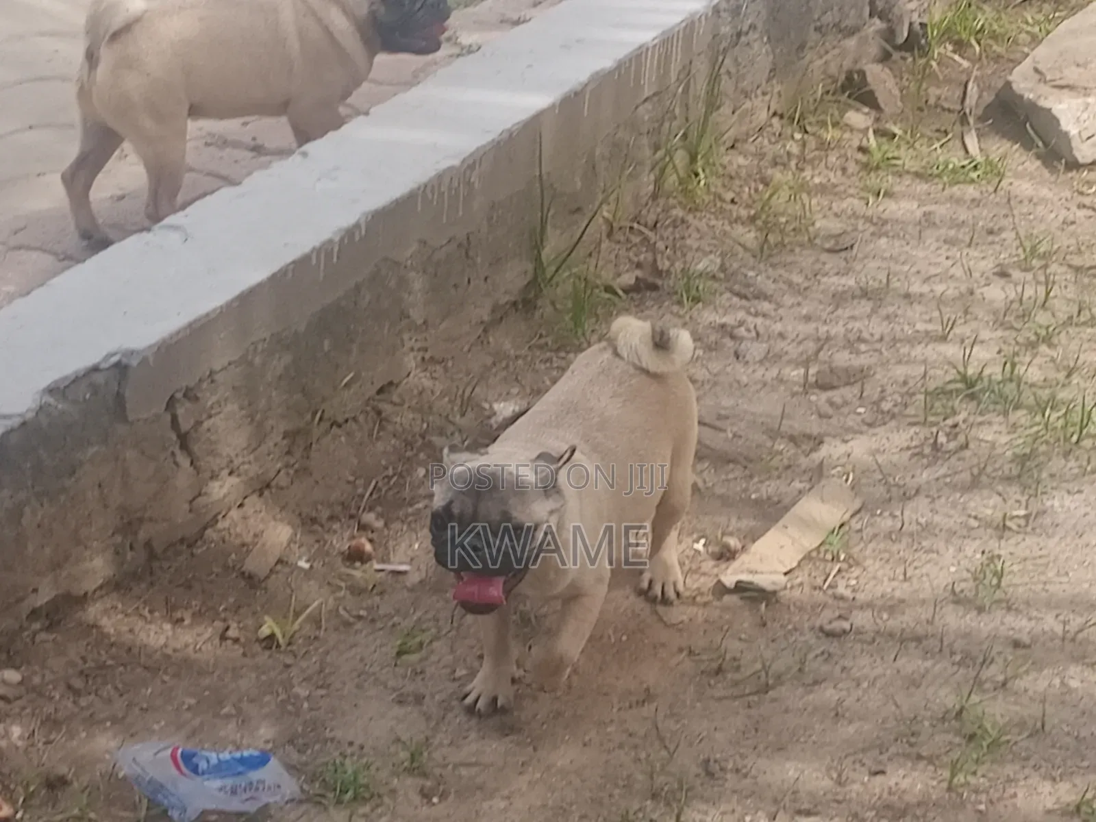 1-3 months Male Purebred Pug
