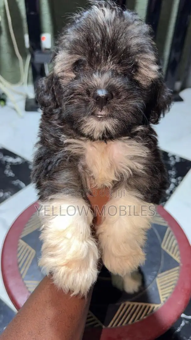 1-3 months Male Purebred Poodle