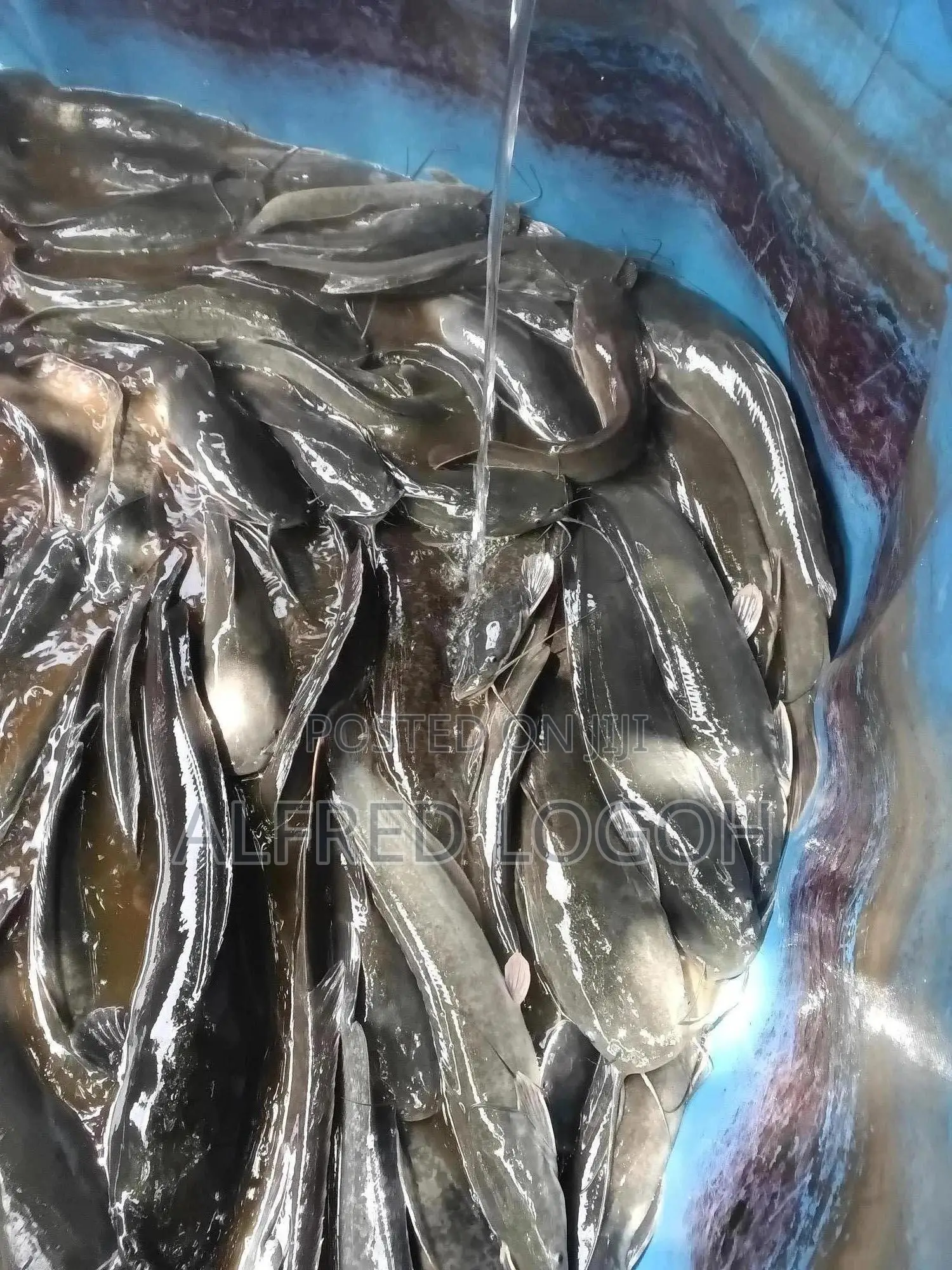 Fresh Catfish for Sale