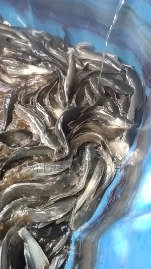 Fresh Catfish for Sale