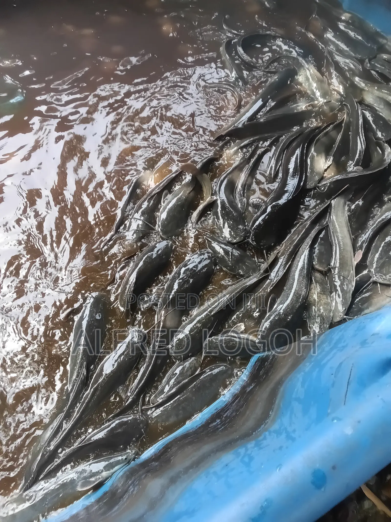 Fresh Catfish for Sale