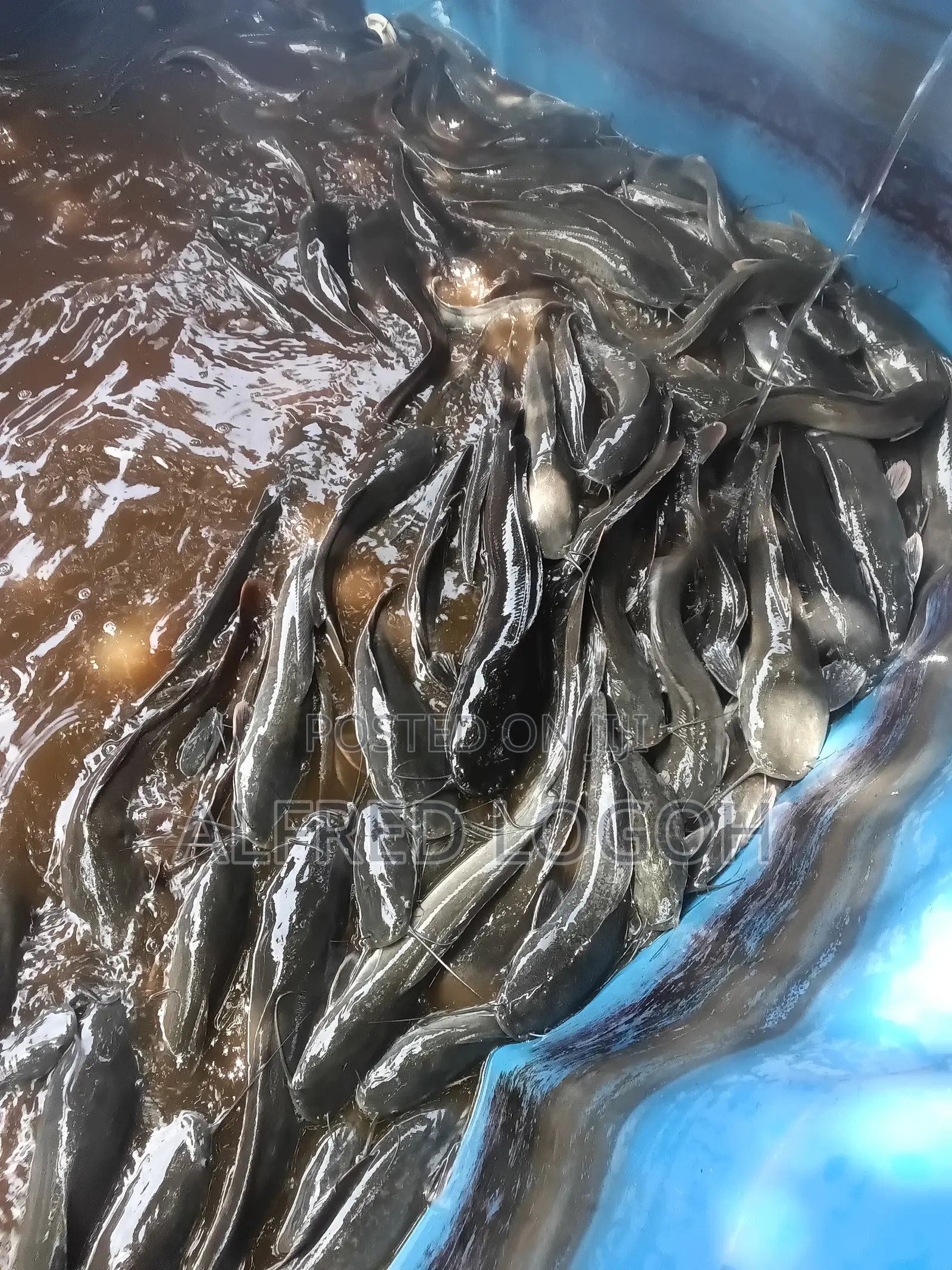Fresh Catfish for Sale