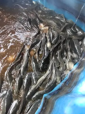 Fresh Catfish for Sale