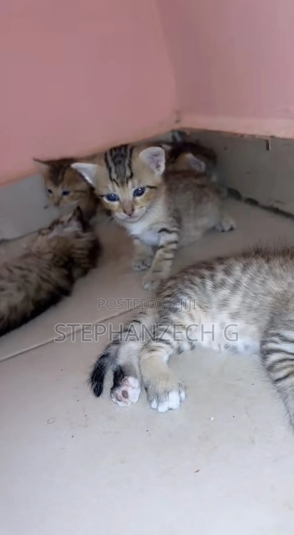 0-1 month Female Mixed Breed American Shorthair