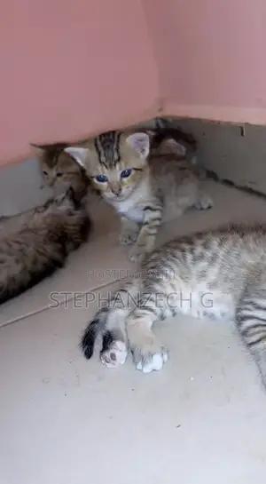 0-1 month Female Mixed Breed American Shorthair